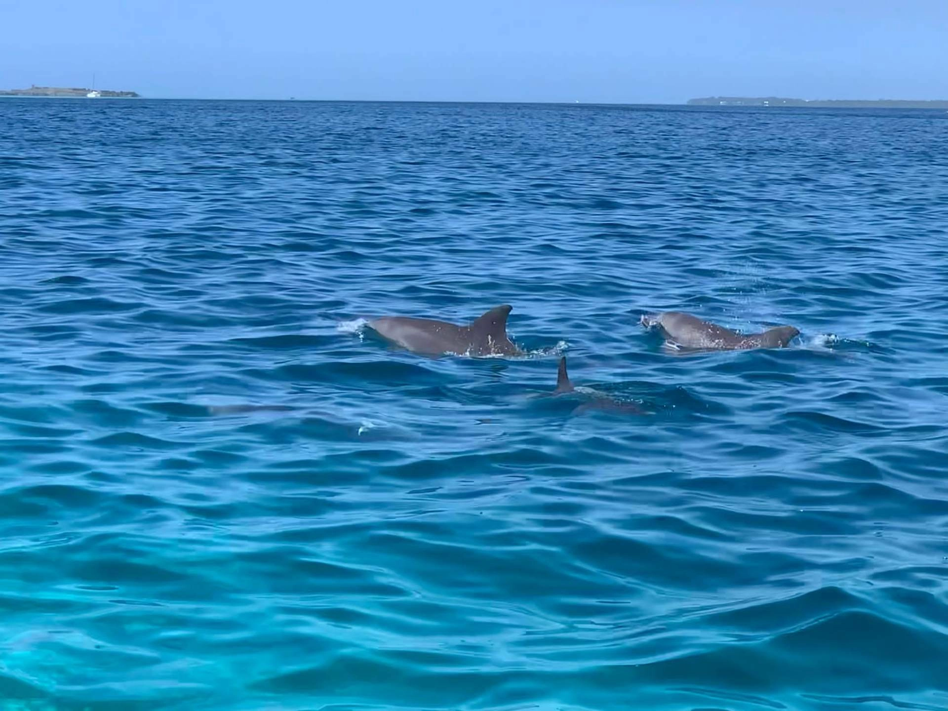 Rencontre avec les dauphins en pleine mer