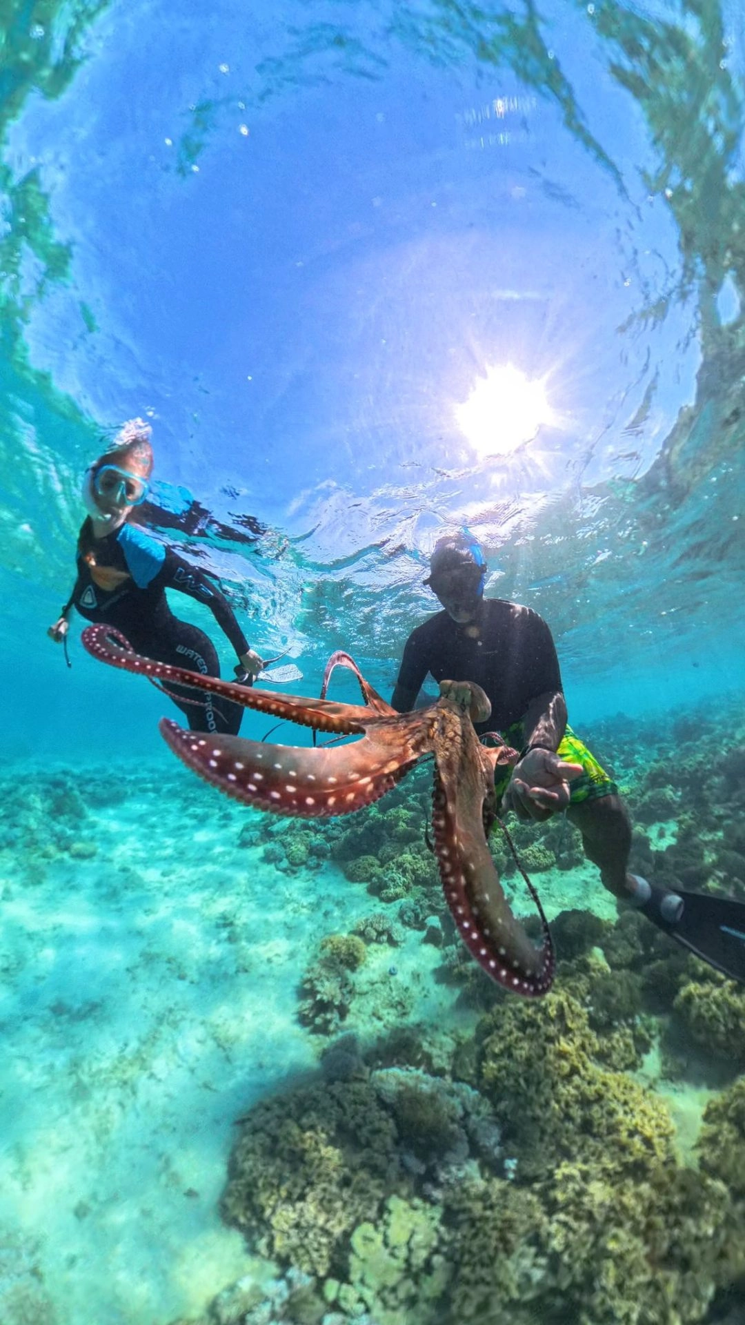 Snorkeling avec une pieuvre sur le récif