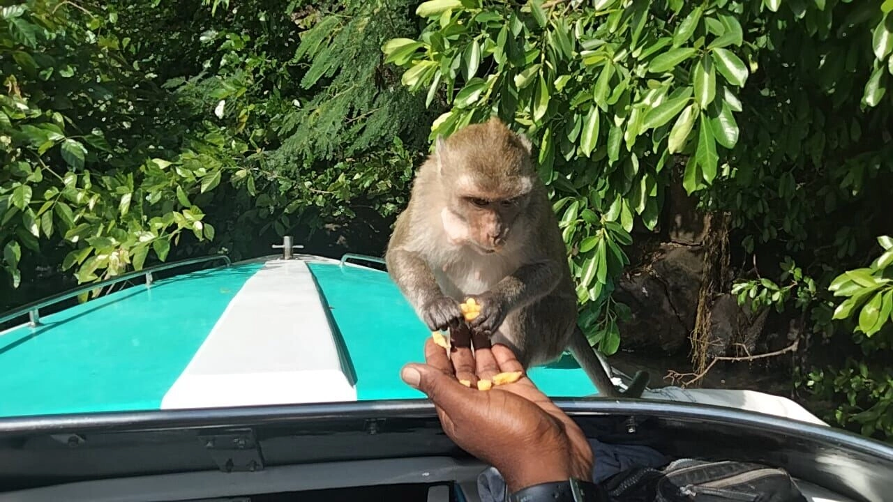 Rencontre avec un singe lors de l'excursion