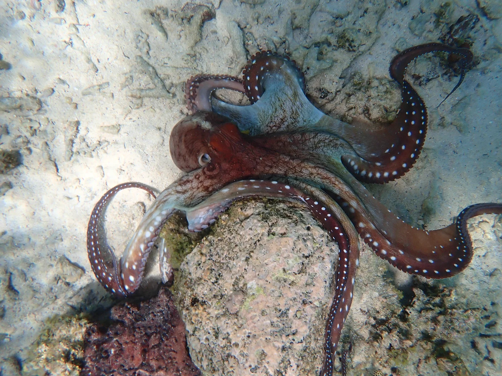 Deux pieuvres observées sur le fond sableux
