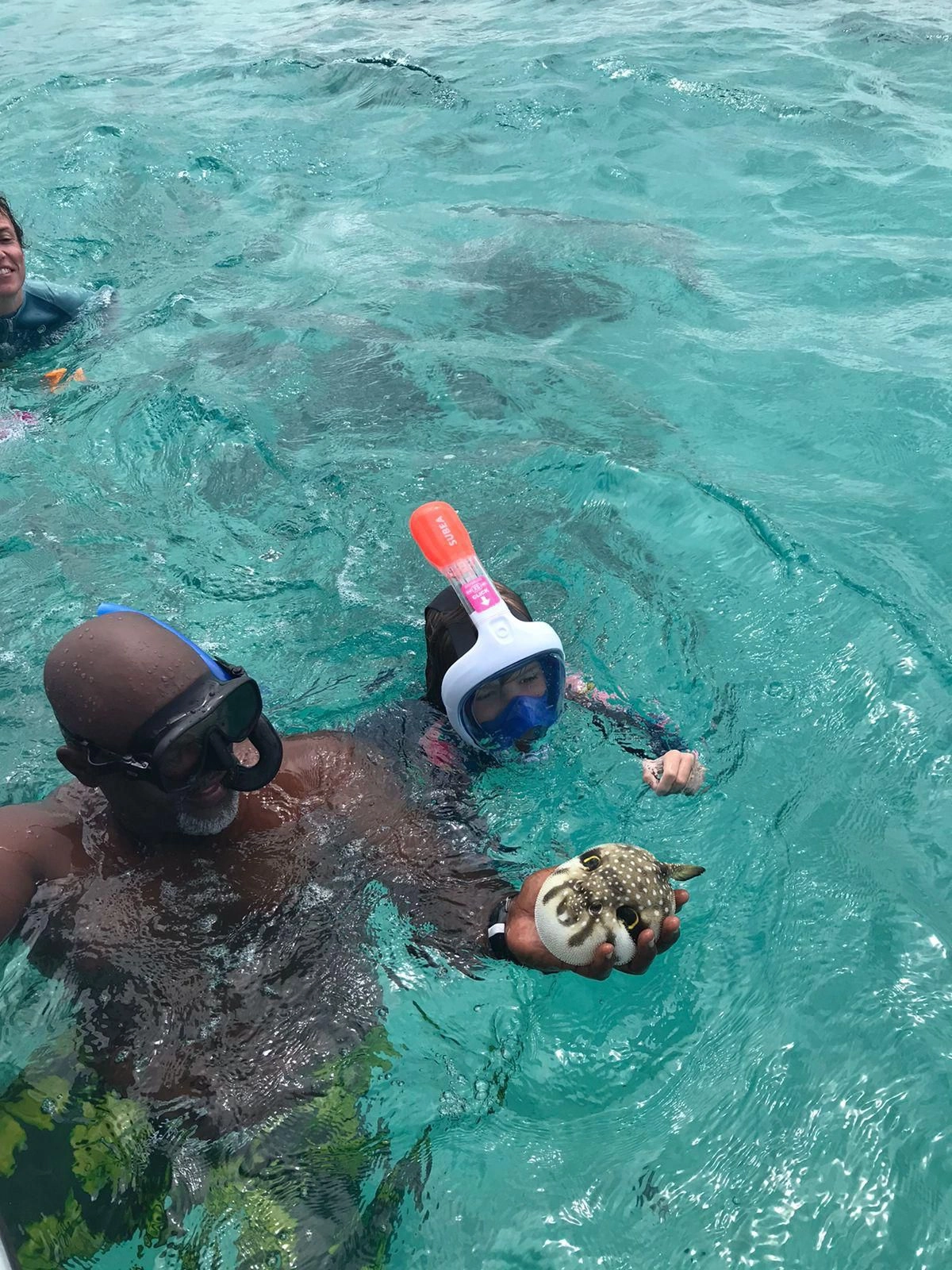 Découverte d'un poisson-ballon avec le skipper