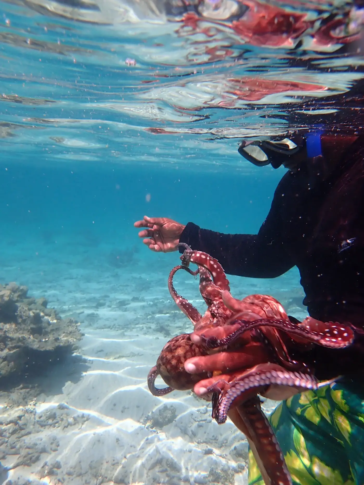 Snorkeling premium